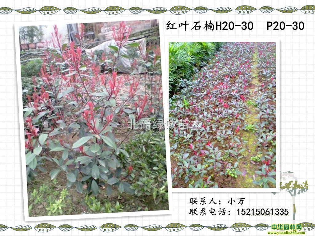 t~ʯH25-35CM