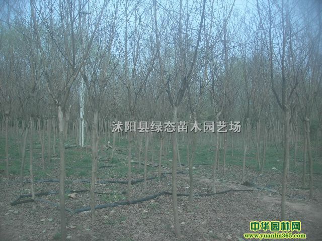 ޱСءt~СС~S