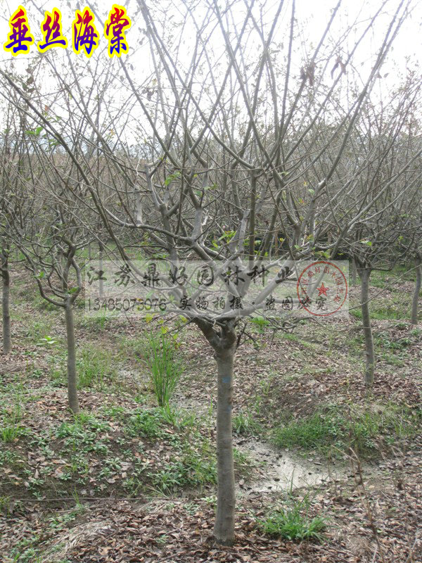 z硢ľ30CM5CM