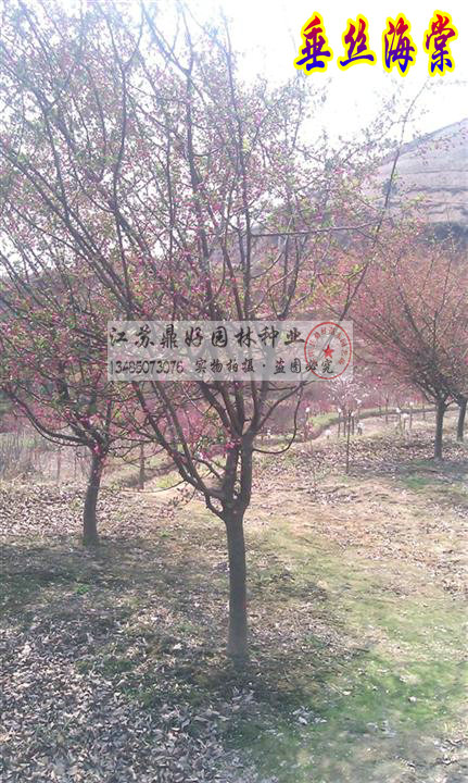 z硢ľ30CM6CM