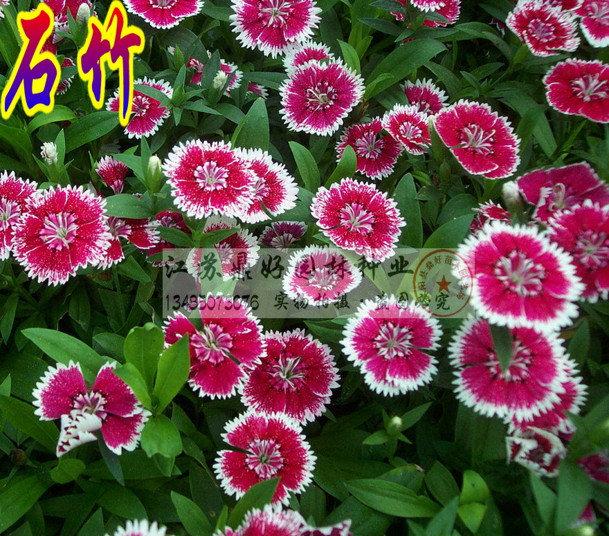10-20CMʯ硢ʯ