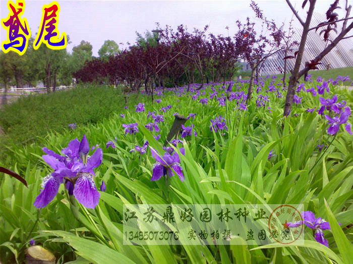 30-50CMm硢Sβľ