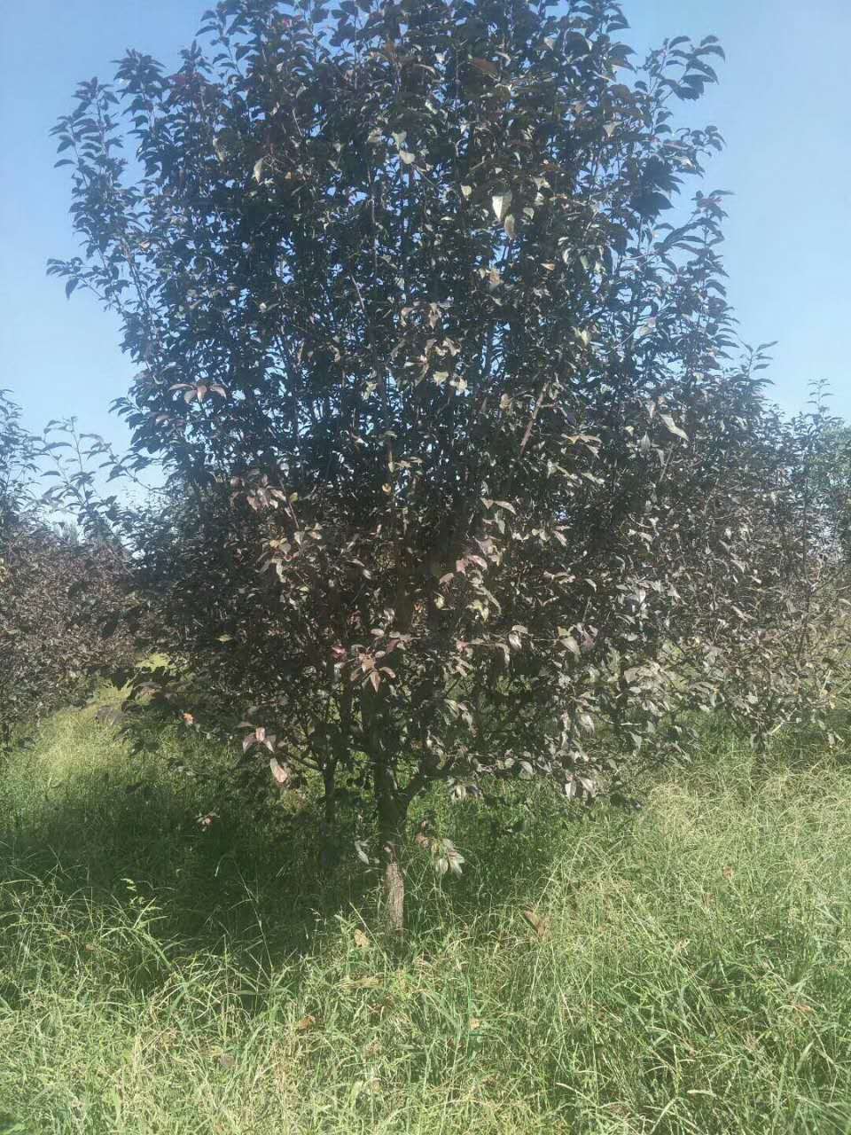 tʯ