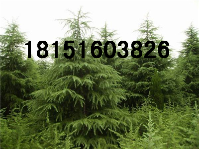 ߶45ѩɃr(ji)4-5ѩɻ؈(bo)r(ji)
