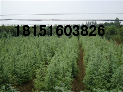 25ѩɃr(ji)B25ѩɈ(bo)r(ji)һ[
