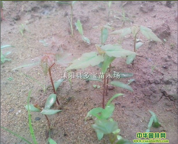 (gu)tѿ硢510