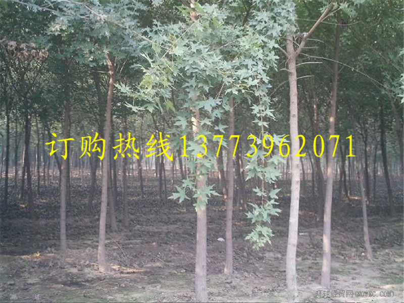 15Ǘr(ji)10Ǘһw12Ǘ