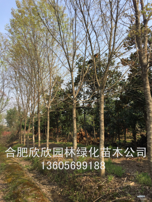 Ǘ1-20֡Ǘt