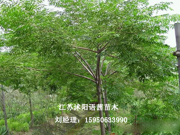 15ֿ鬘