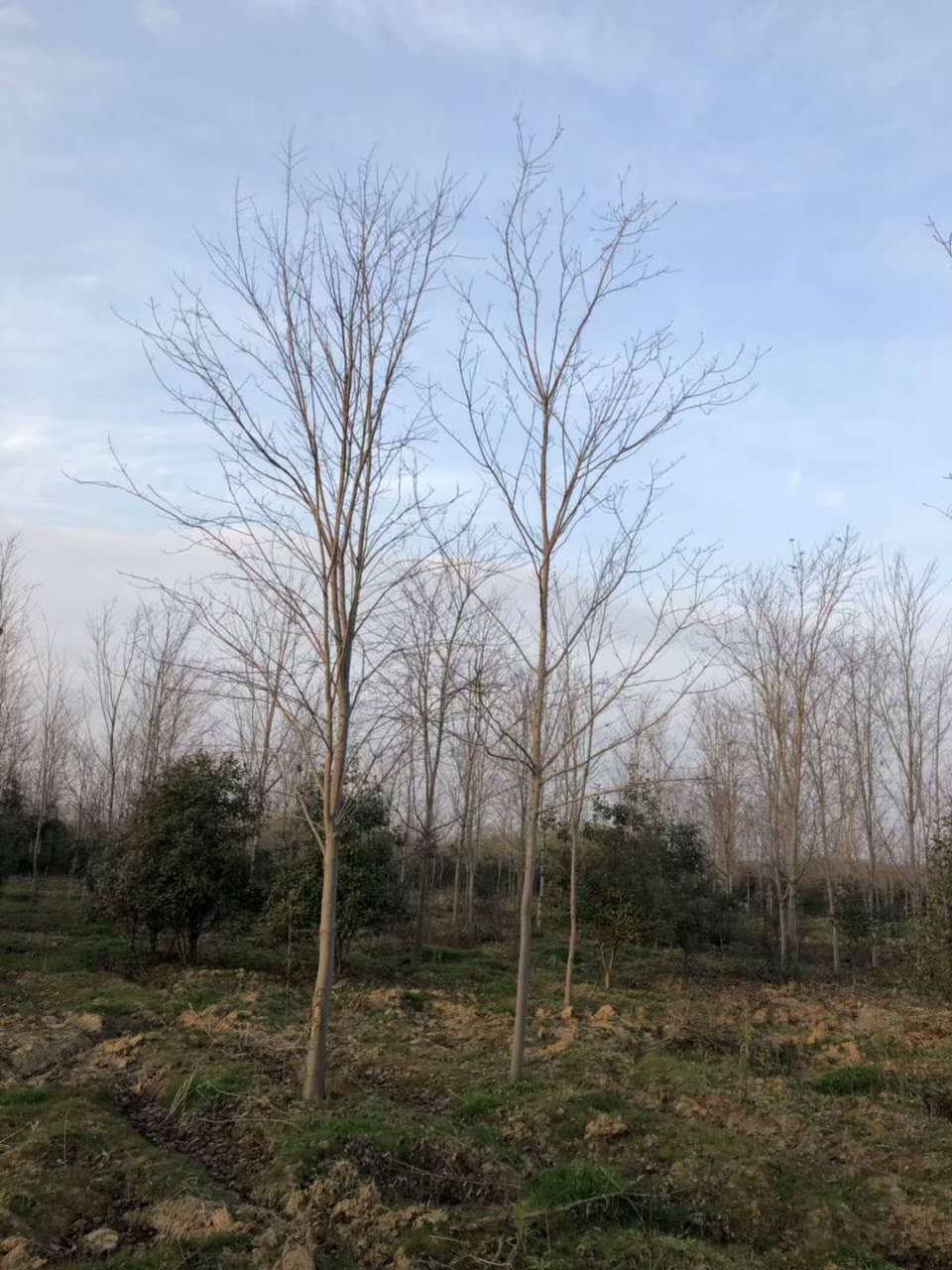 t2-12
