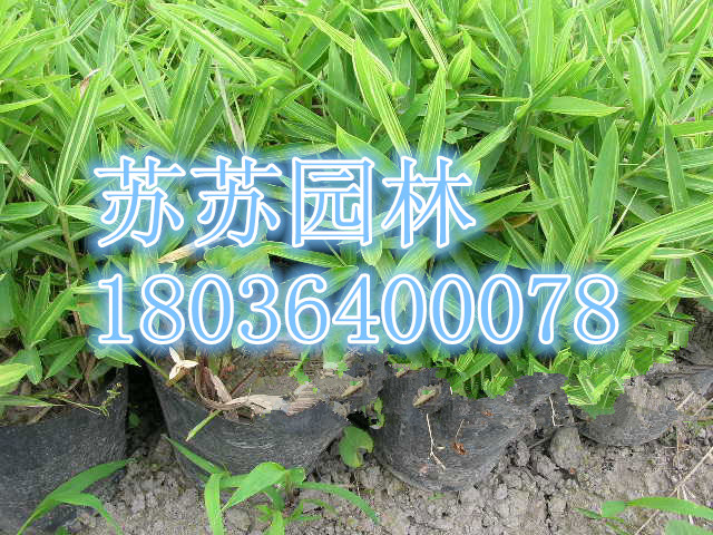䁵