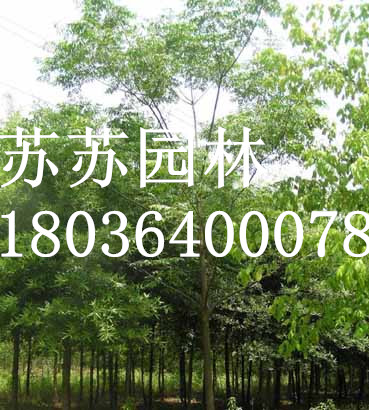 14ֿ鬘