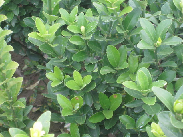 ~S50-80cm