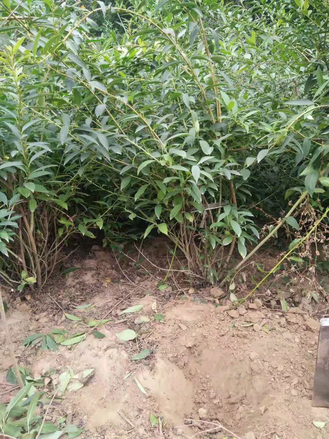ýBN߶1.5׹ڷ1.2ה(sh)5000