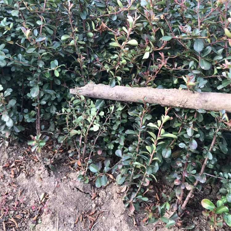 30-50-100ҸߵĻСɻʸ