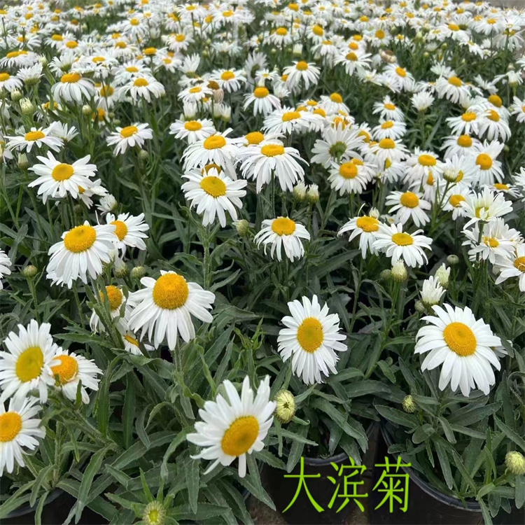 ׻SĴշN985Ƀ