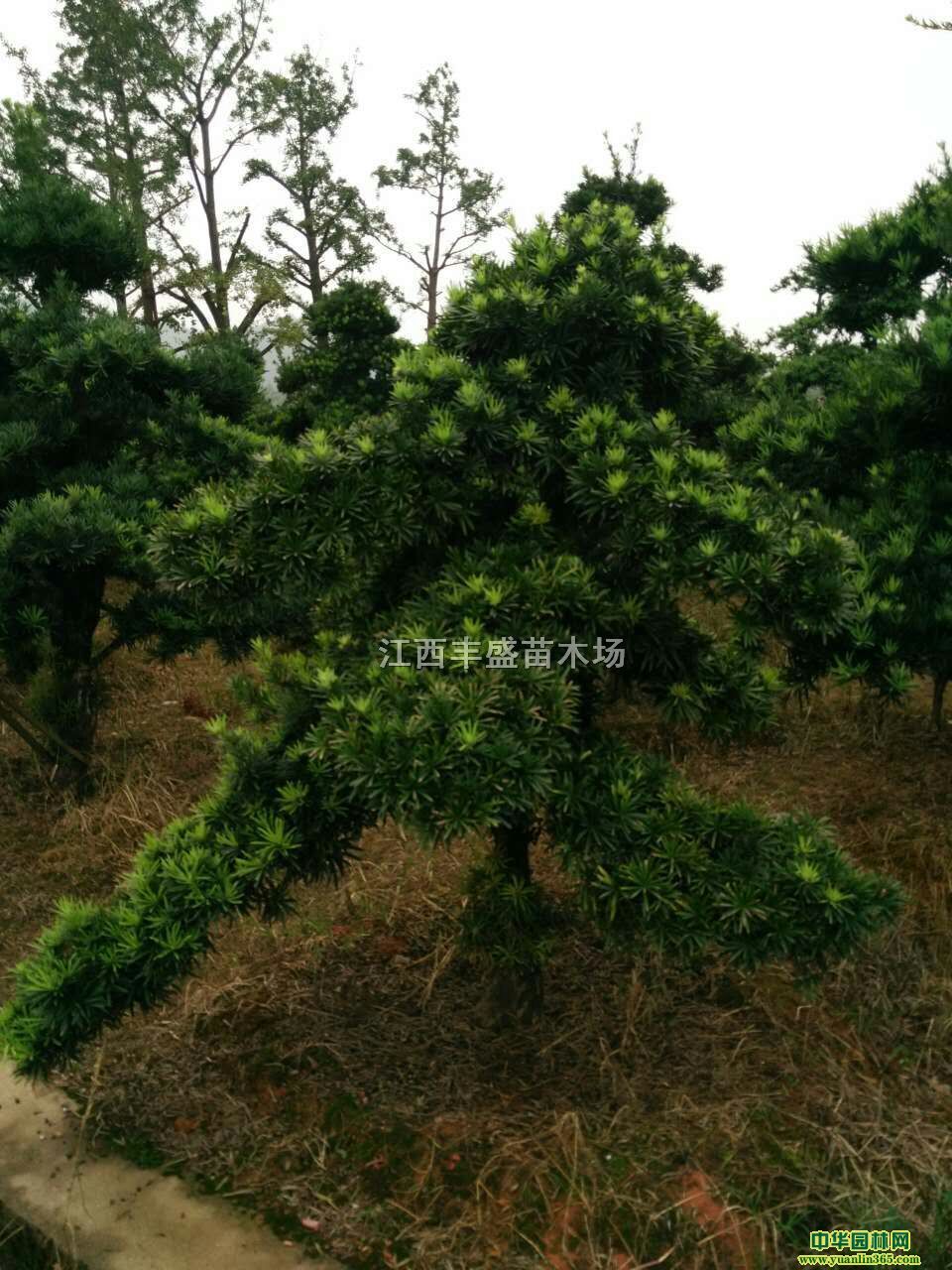 _hl(f)r(ji)_hɮa(chn)؃r(ji)10-15_h