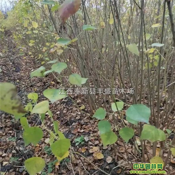 걭硢?du)IB(yng)