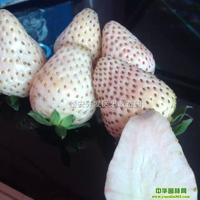 ײݮ}۲ݮ硢ݮƷN