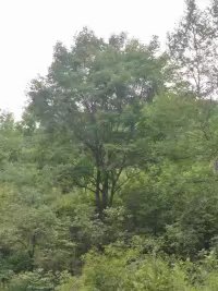 Ǘ15