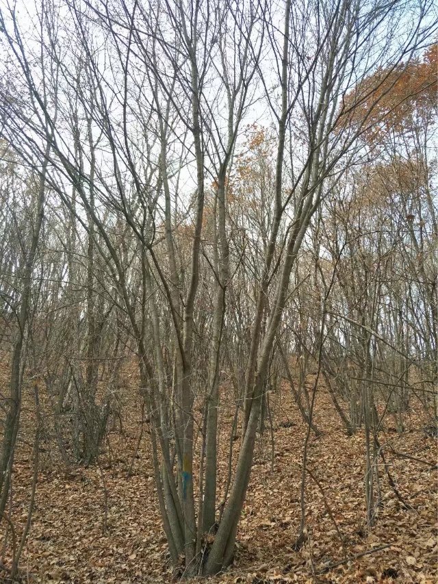 ӱǗ