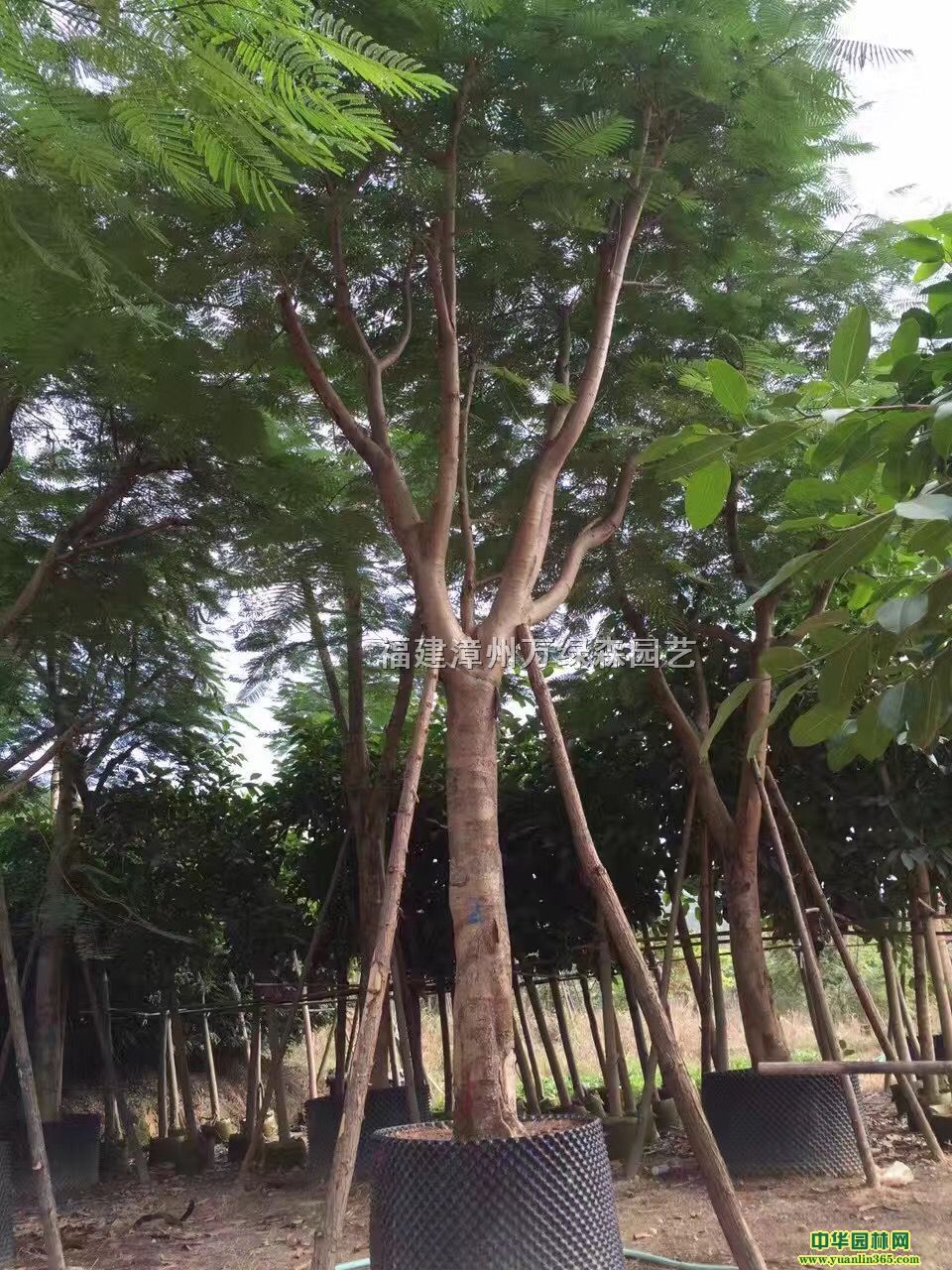 Pľt麣
