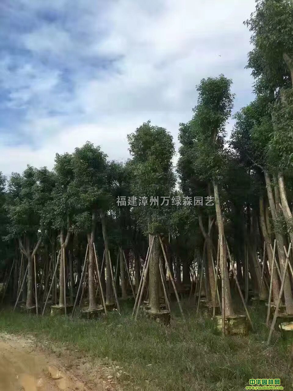 fGɭ@ˇ