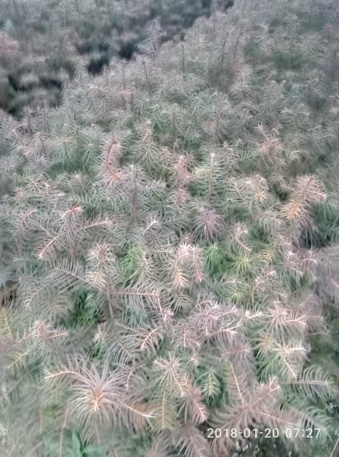 tɼһtɼtɼ