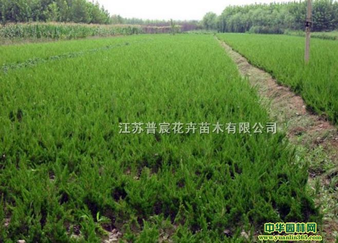 СءС؈DƬa(chn)ر