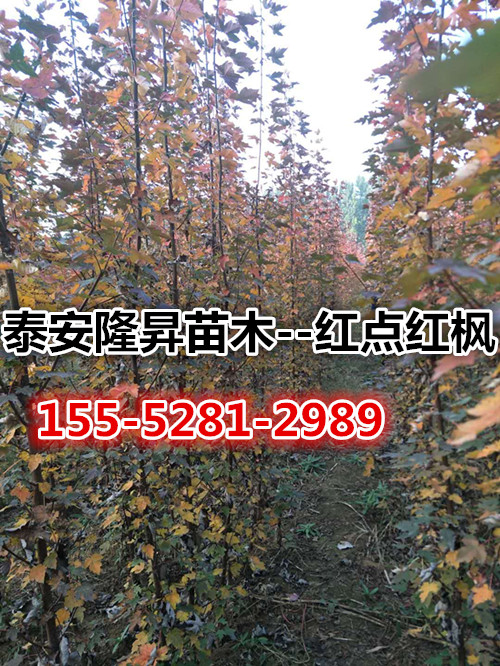 5-6(gu)tr(ji)