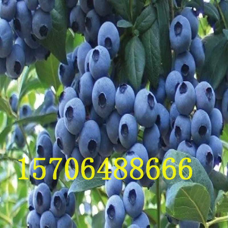 {(ln)ݮm(yng)؅^(q){(ln)ݮl(f)r(ji)