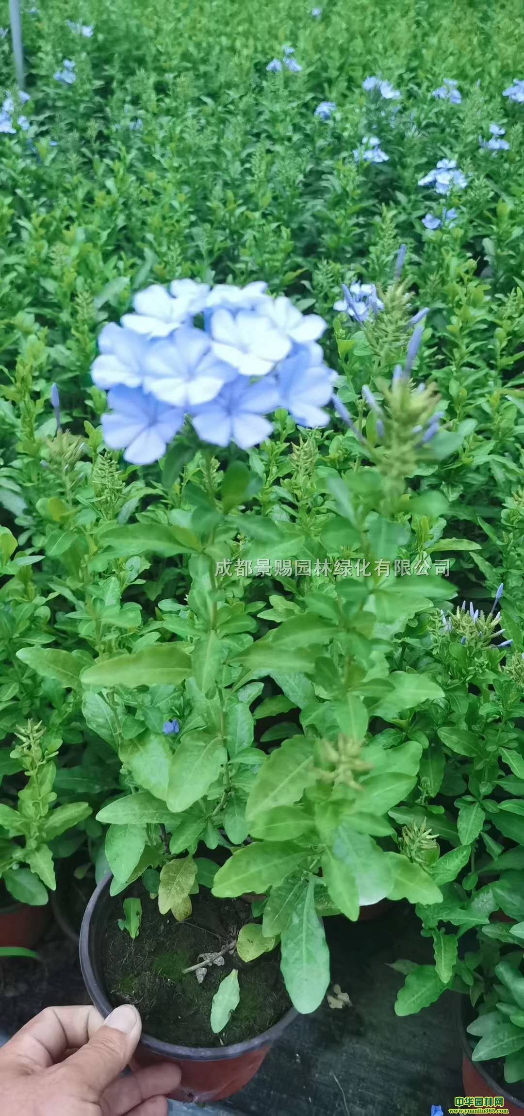{(ln)ѩl(f){(ln)ѩl(f)r(ji)