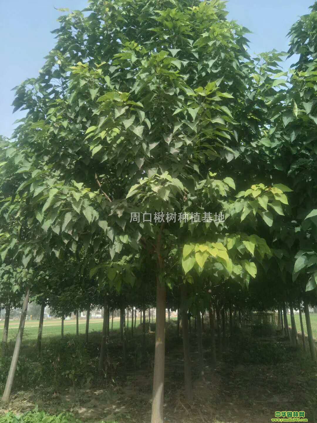 鱘鱘С10鱘