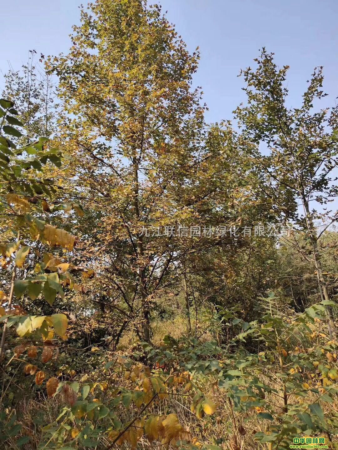 8-15
