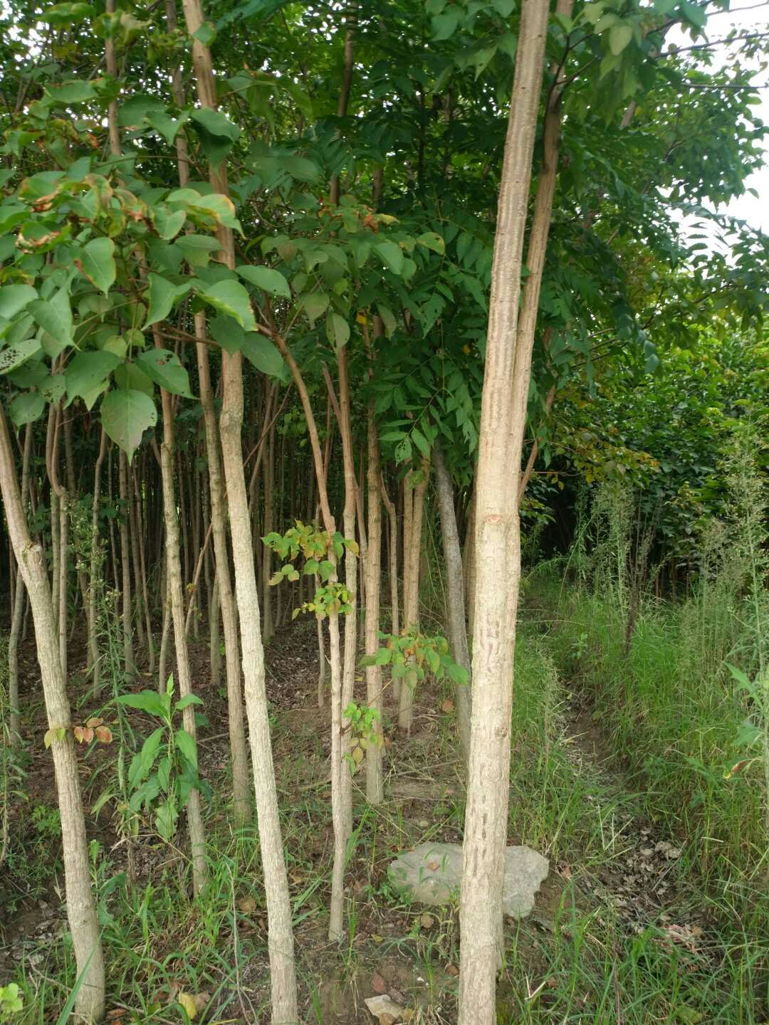 ľ