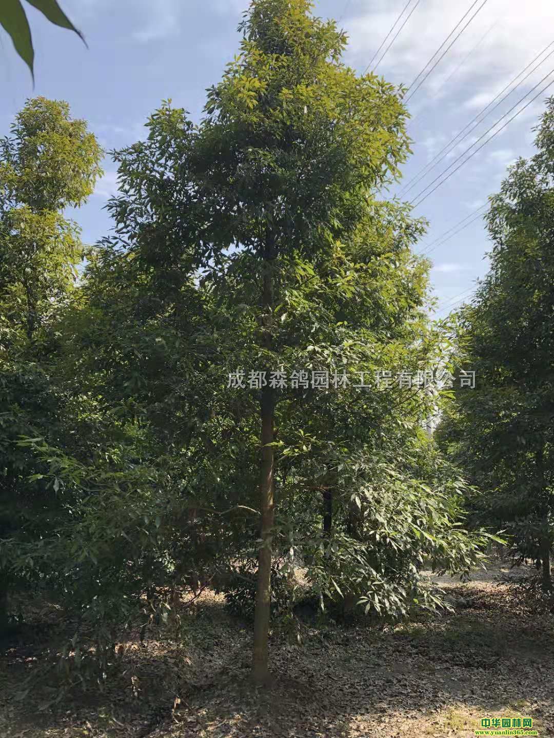 K12֘E骹15ֽzl(f)b܇(ch)r(ji)