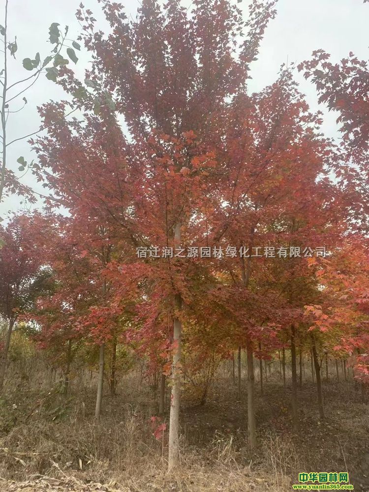 3-8tl(f)r(ji)