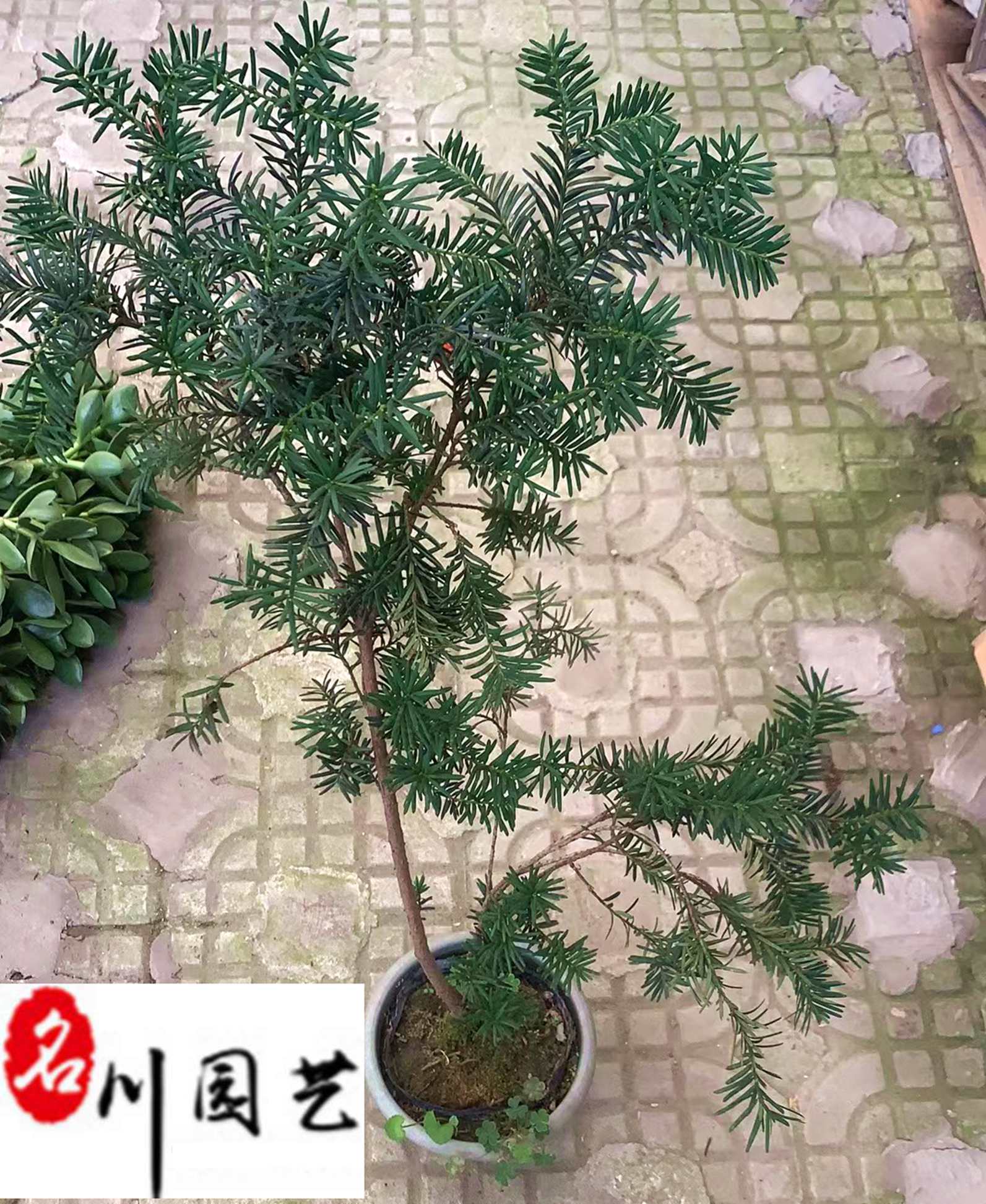 ػݽrۼtɼС硢҃(ni)Լtɼ(yu)