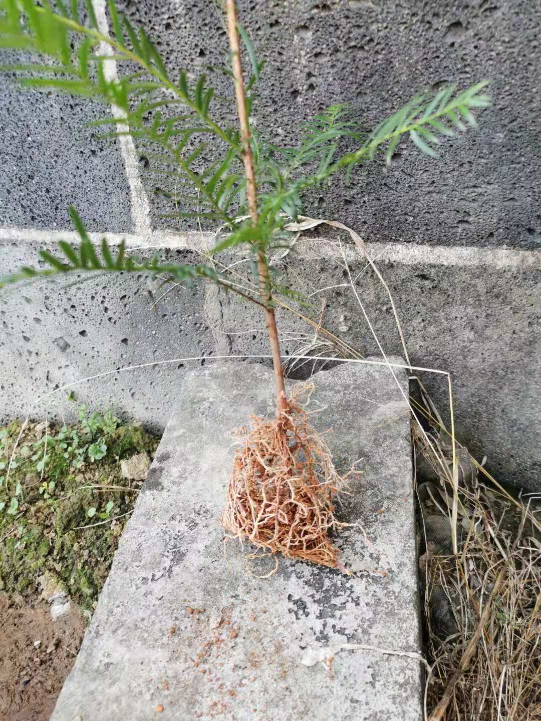 Ϸtɼ