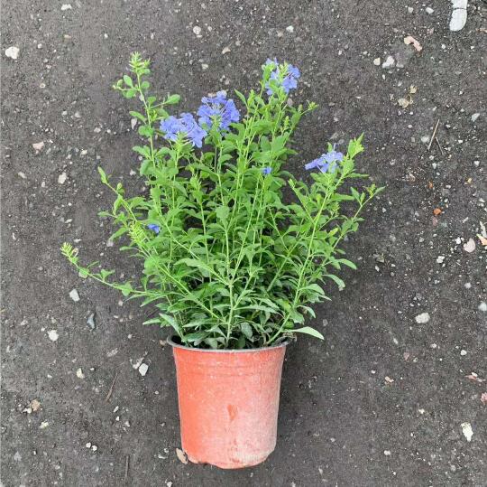 150{(ln)ѩ30-40cm{(ln)ѩ{(ln)ѩl(f)