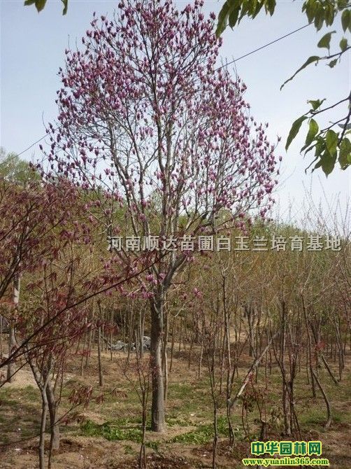 tmm25CM