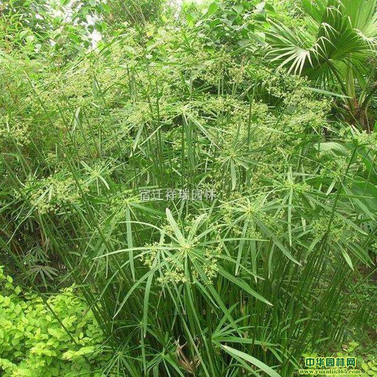 H20-40ֺ݃r(ji)ºl(f)