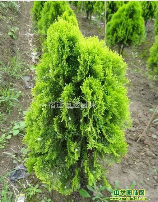 20-30ڷ
