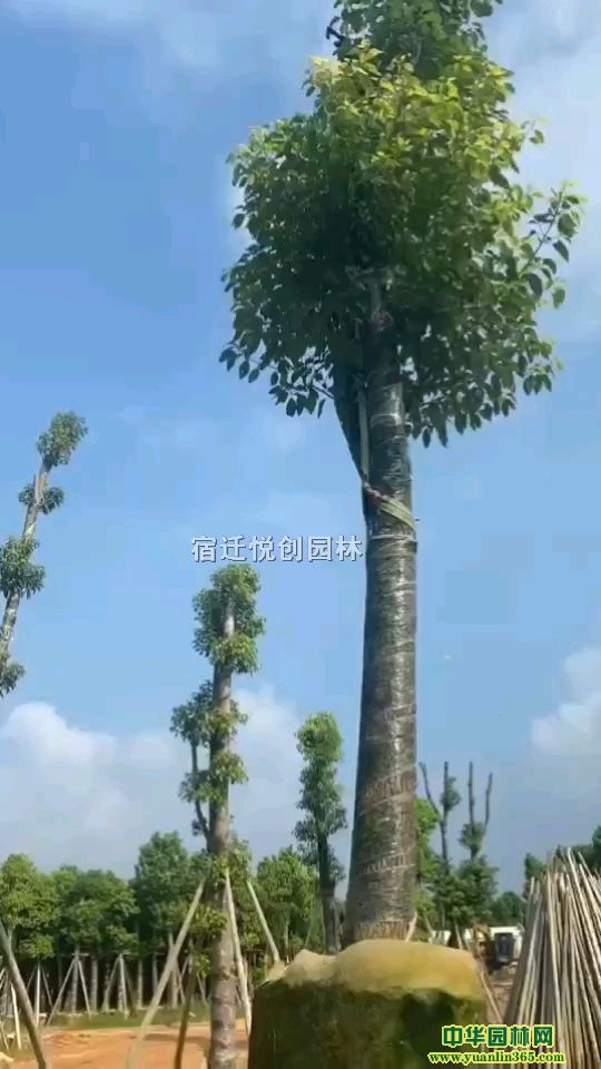 䡢仨ľ
