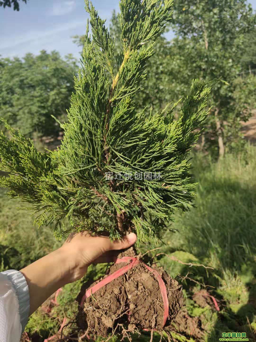 (yng)ػءСXһСa(chn)
