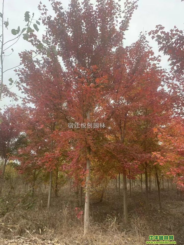 3-8(gu)tl(f)r(ji)