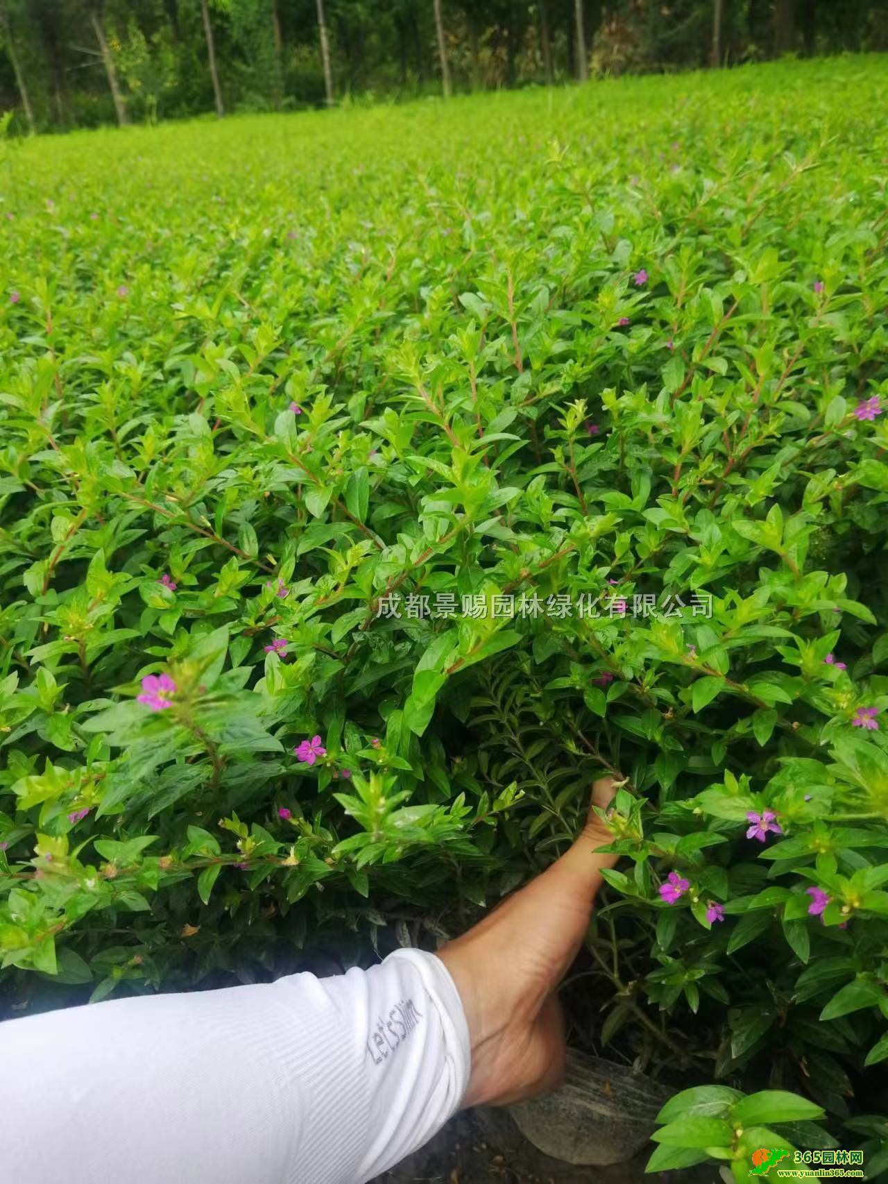 tMǻءl(f)20-25ߝMǴtMǃr