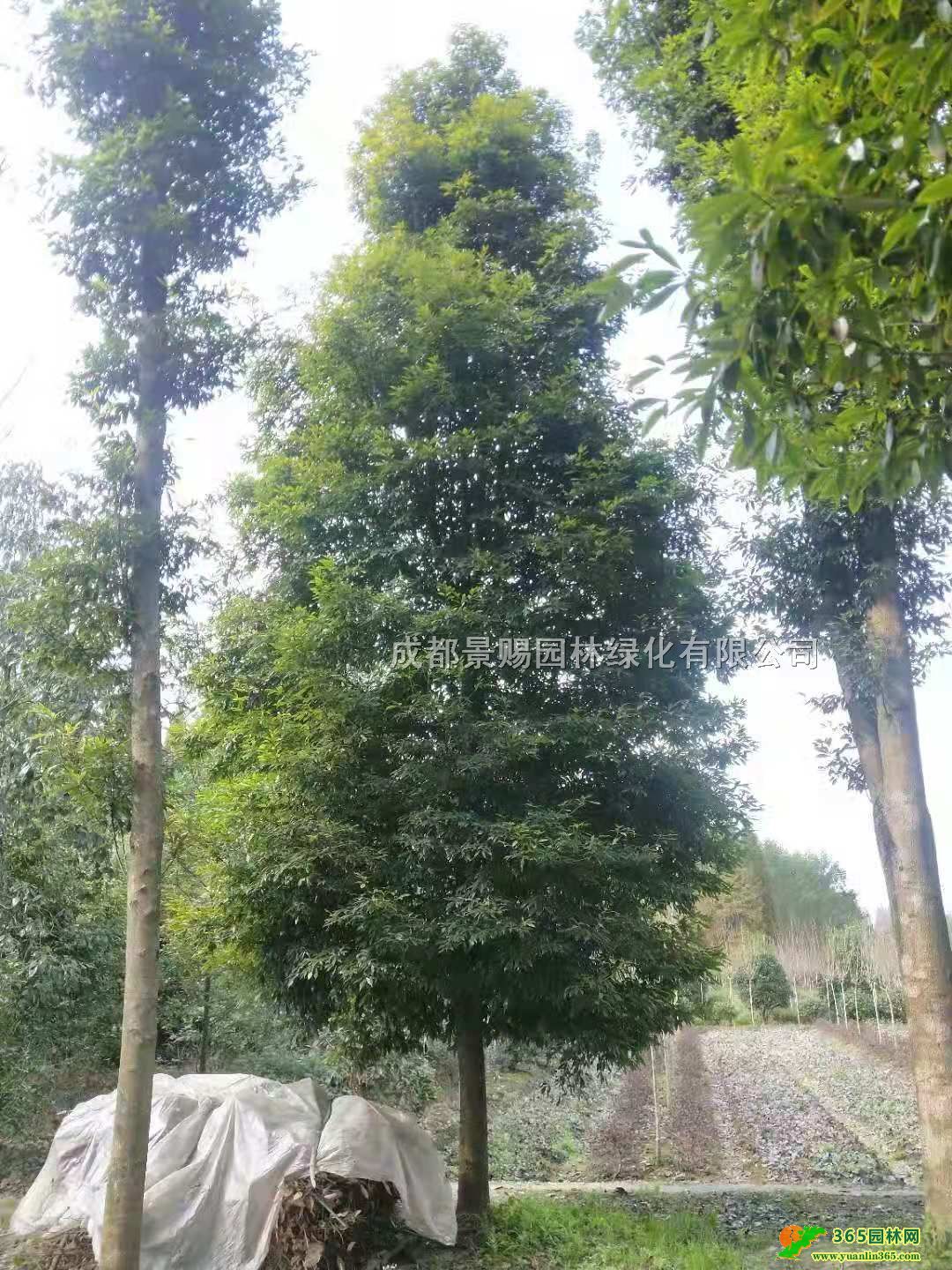 ϡɶС~E骻ءl(f)15-25С~E