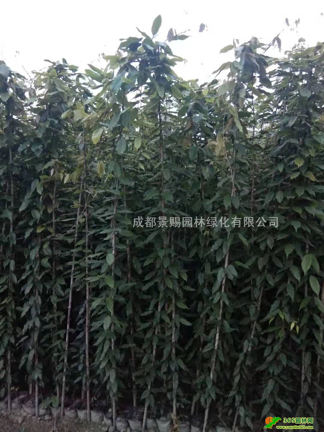 ٴͻl(f)2-3׸ٱ硢pɫr