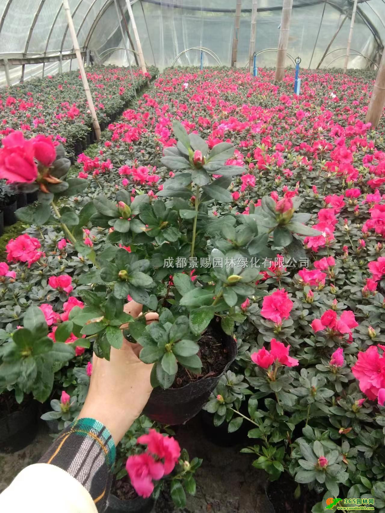 25NNl(f)13N16